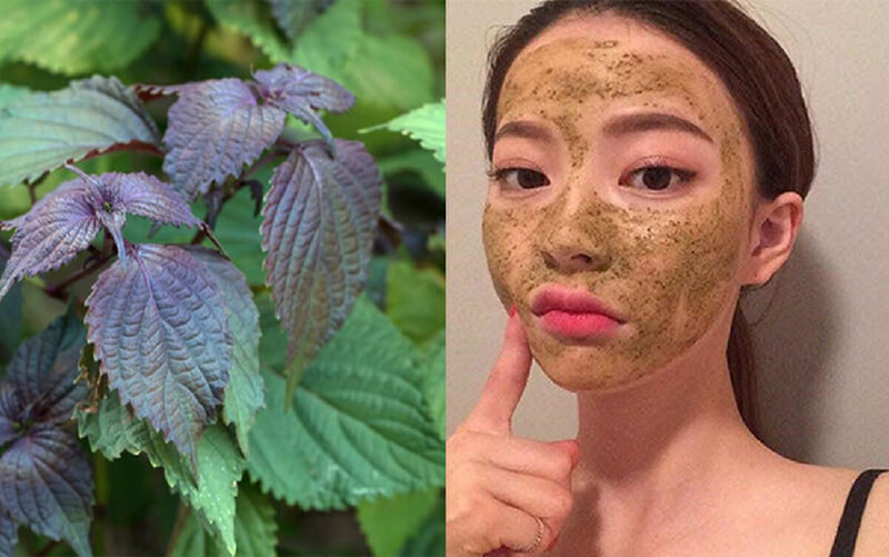 Giải Quyết Nỗi Lo Mụn Nội Tiết Với Lá Tía Tô